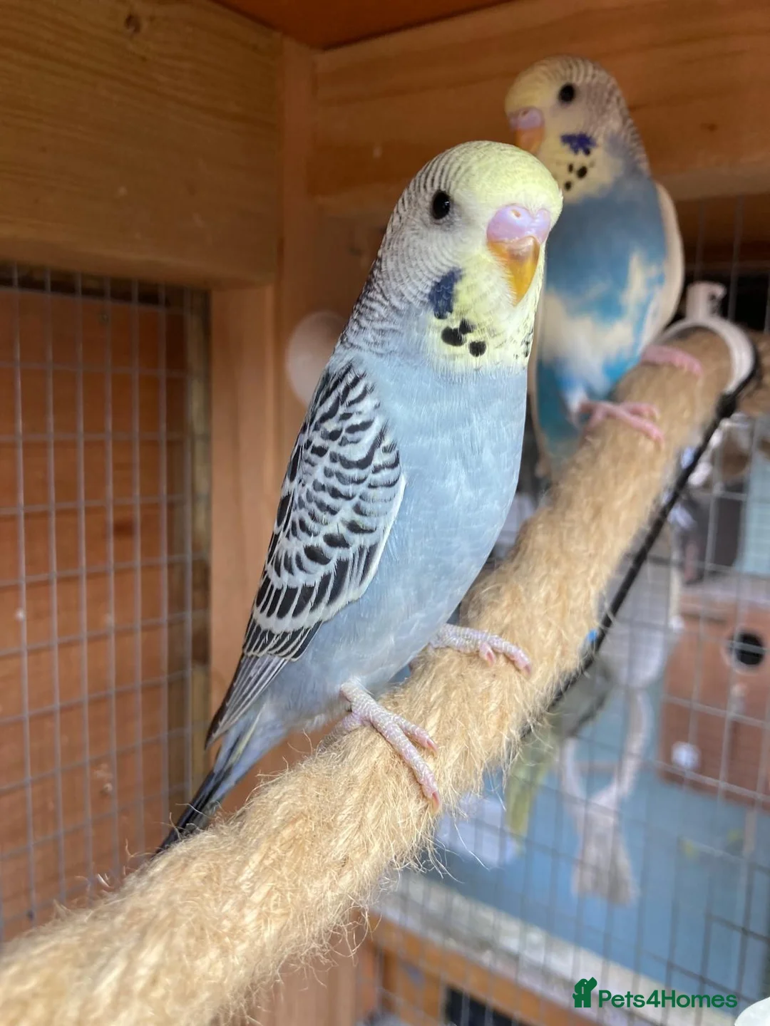 Budgerigars birds for sale: Baby budgies  - Advert 2