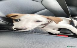 Whippet dogs for sale: K.c2 year old male whippet kennel club registered  - Image 5