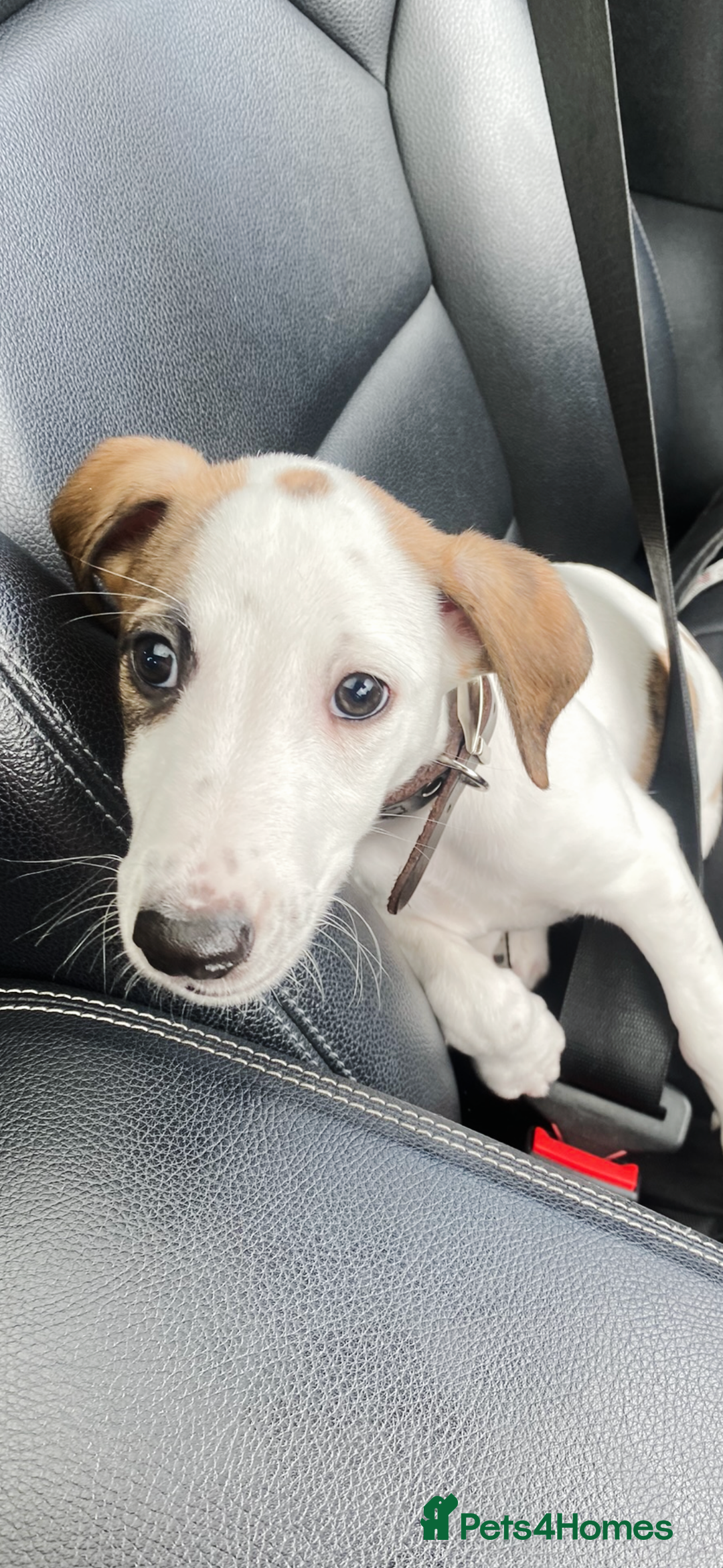 Whippet dogs for sale: K.c2 year old male whippet kennel club registered  - Image 5