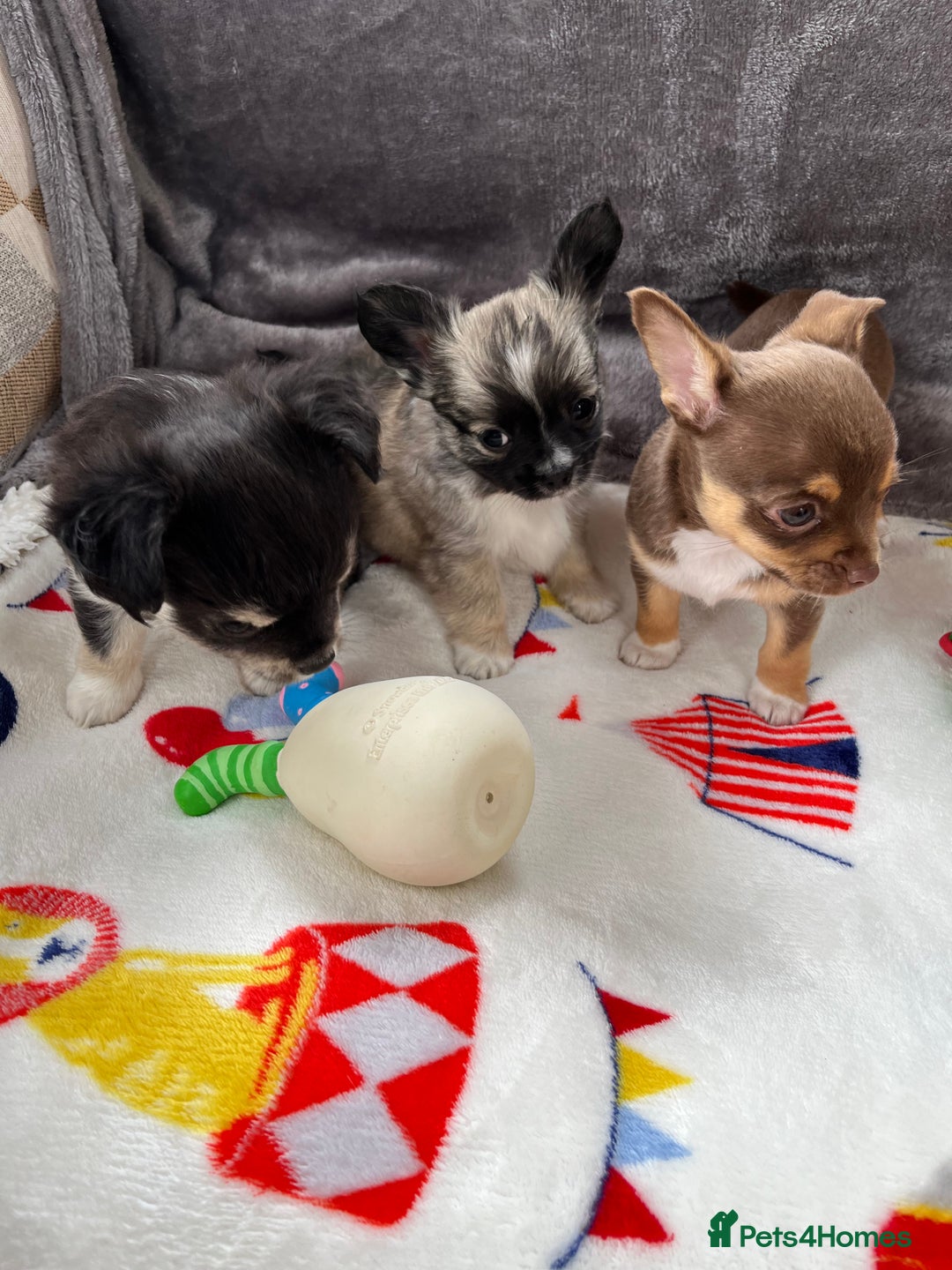 Chihuahua dogs for sale: 3 beautiful chihuahuas - Image 10