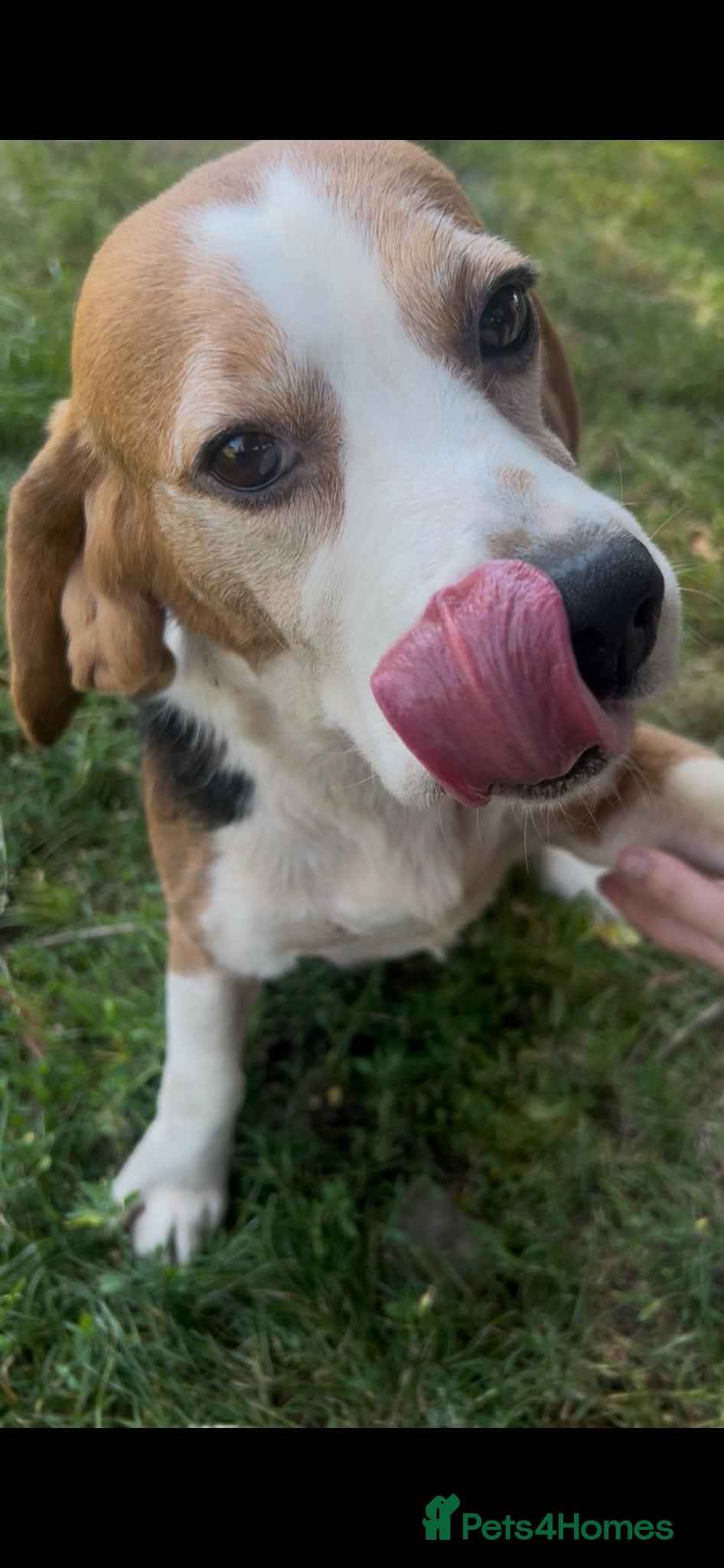 Beagle dogs Pure bred beagle male - Advert 15