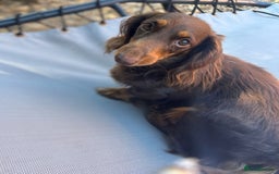 Miniature Dachshund dogs for sale: Miniature dachshunds, ready now - Image 9