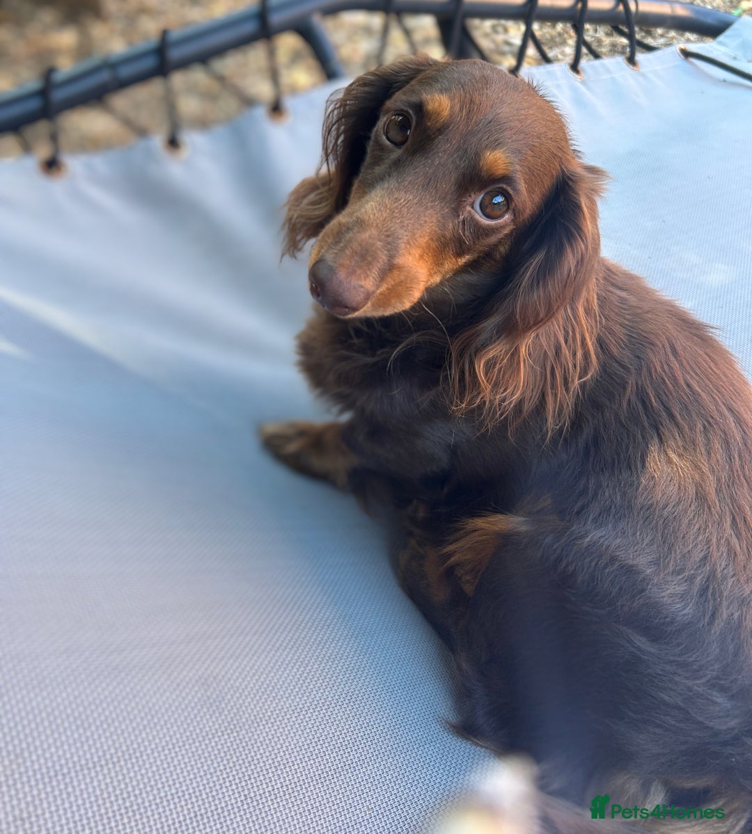 Miniature Dachshund dogs for sale: Miniature dachshunds, ready now - Image 9