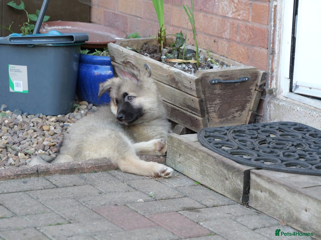Mixed Breed dogs for sale: Shollies  in Rochdale - Image 25