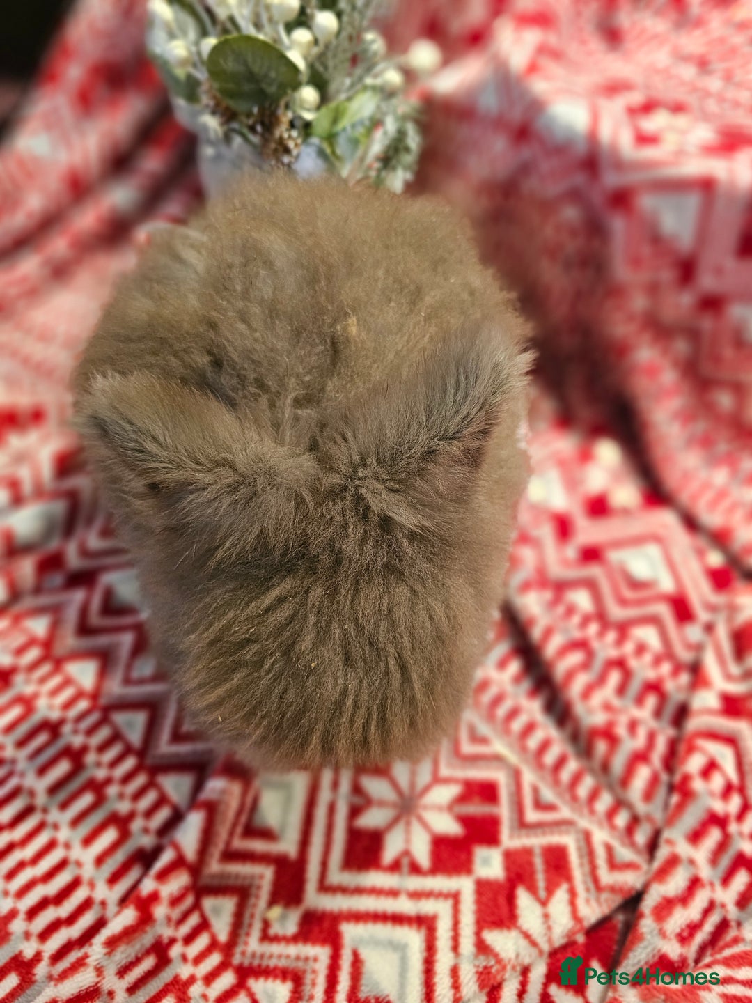 Angora rabbits for sale: Angora X - Advert 15