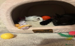 British Shorthair cats for sale: 5 BSH kittens (Grey Kitten GONE) - Image 29