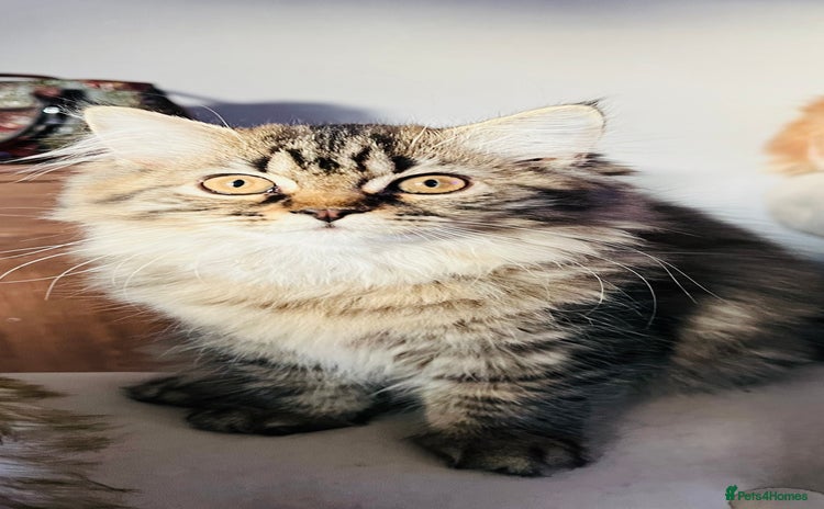 Persian cats - Advert 13