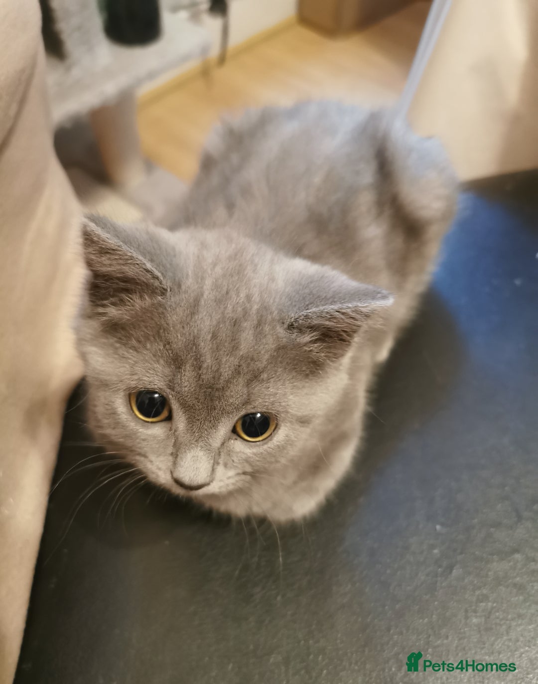 British Shorthair cats for sale: Lovely blue British shorthair kittens  - Advert 7