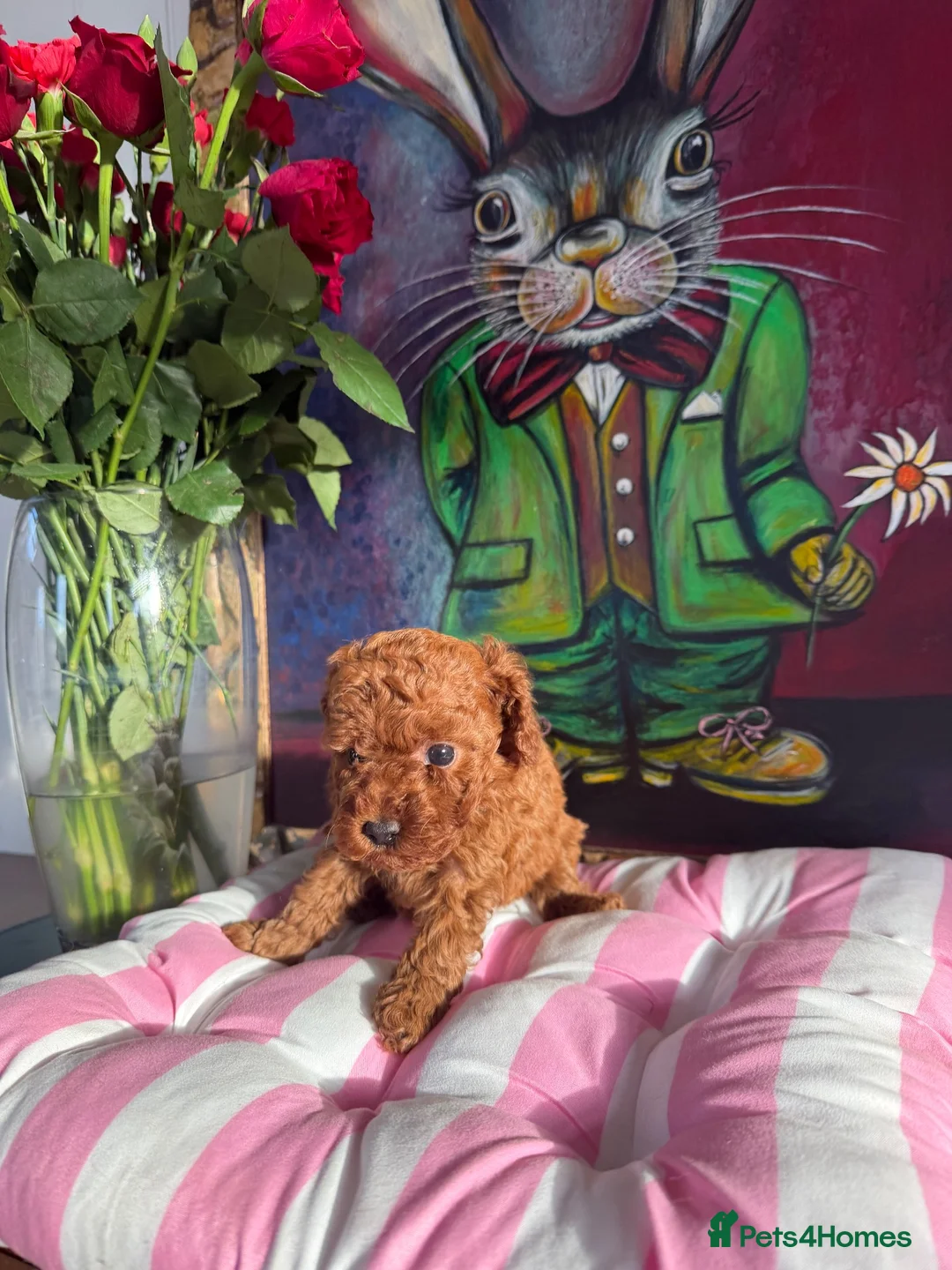 Miniature Poodle dogs for sale: Solid red poodle 🐶 ( left two girls) - Advert 36