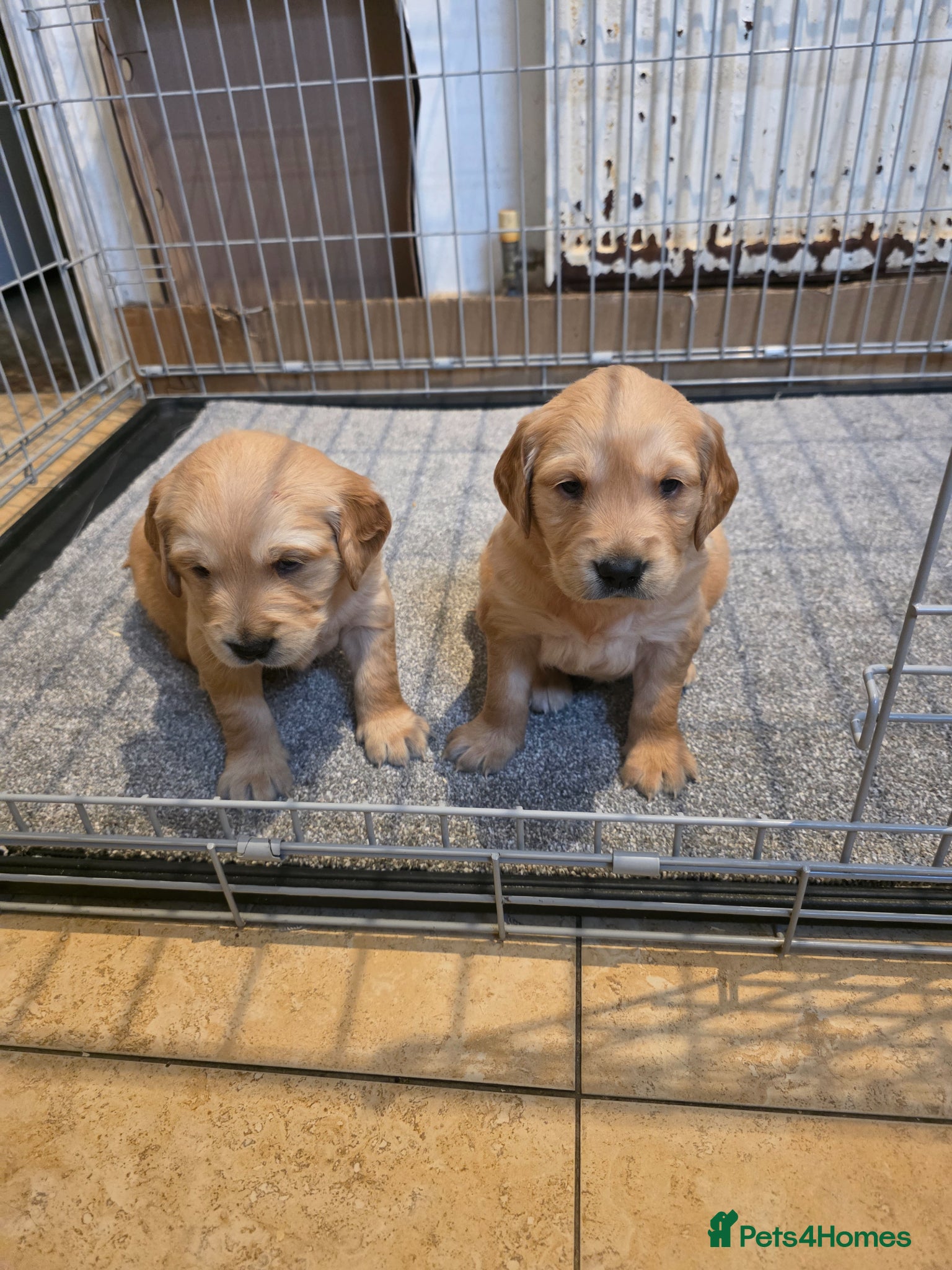 Golden Retriever dogs Kc registered red boys available  - Advert 2