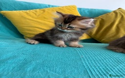 British Longhair cats for sale: British Longhair kittens - Image 10