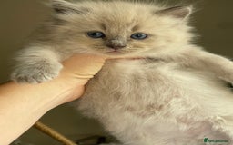 Ragdoll cats for sale: TICA registered pedigree Mink & blue point kittens - Image 14