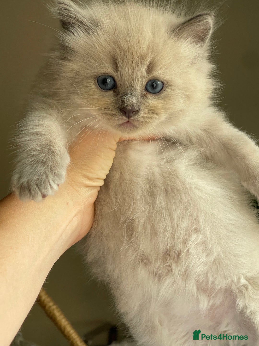 Ragdoll cats for sale: TICA registered pedigree Mink & blue point kittens - Image 14