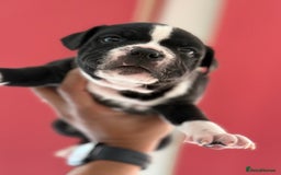 Staffordshire Bull Terrier dogs for sale: Outstanding KC blue gene carriers - Image 9