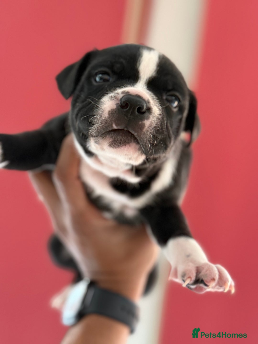 Staffordshire Bull Terrier dogs for sale: Outstanding KC blue gene carriers - Image 9