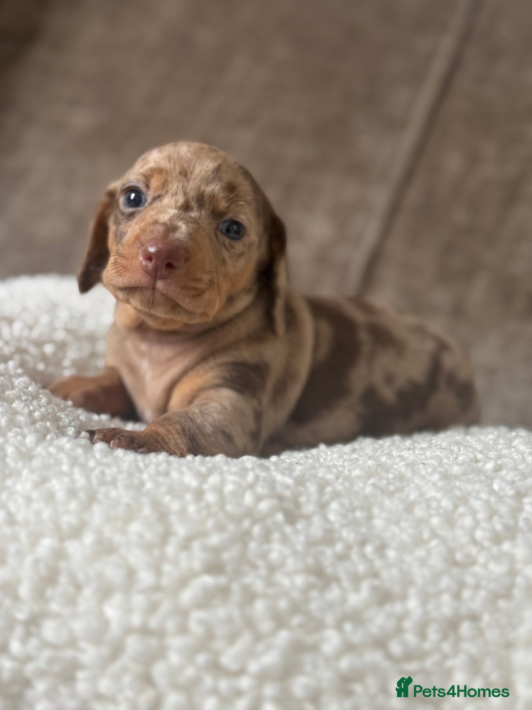 Dachshund dogs for sale: 🌭🌭🌭🌭🌭🌭🌭little dachshunds🌭🌭🌭🌭🌭  - Image 5