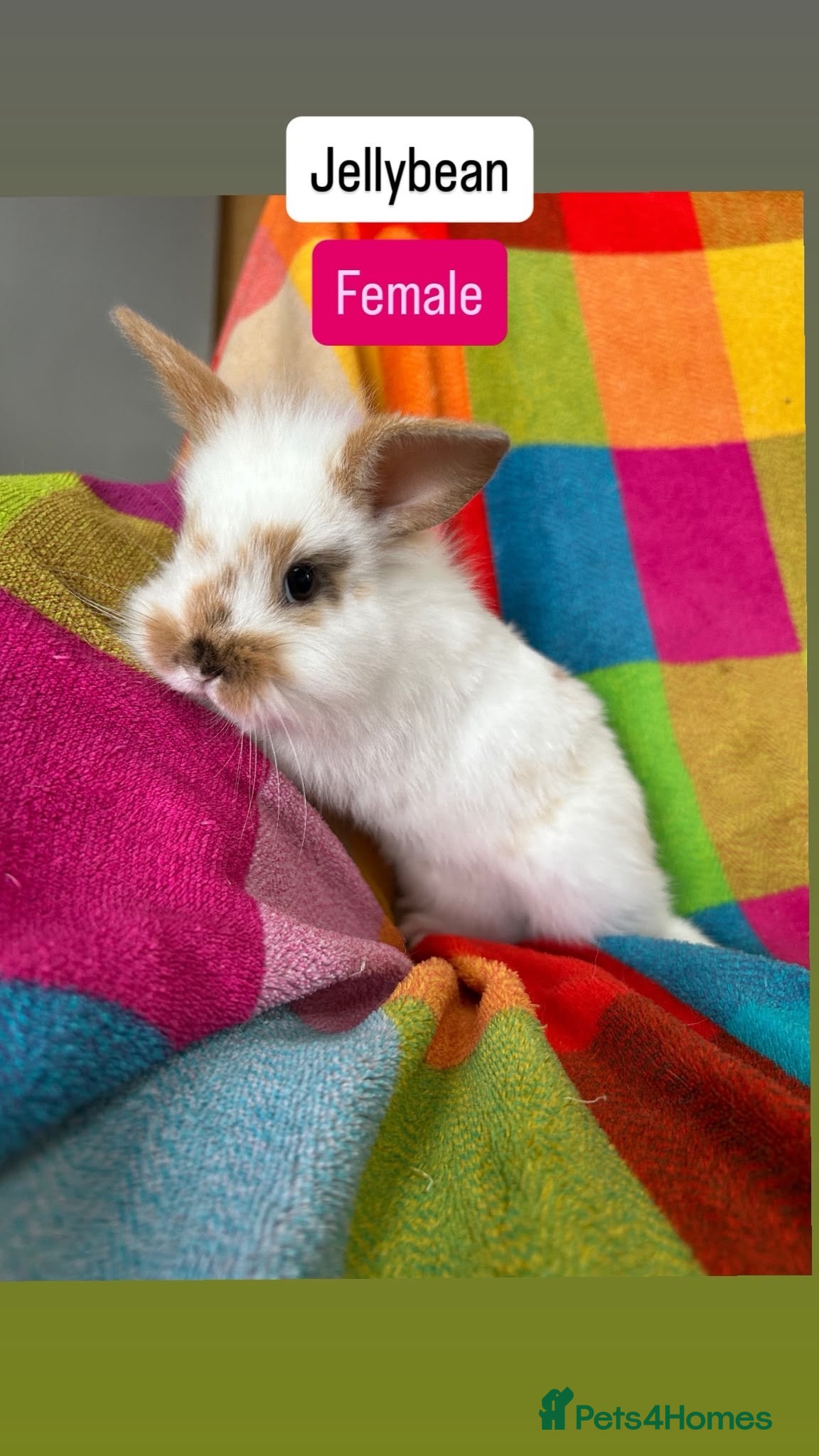 Mixed Breed rabbits  8 Weeks Old Mixed Bred Baby Rabbits.  - Advert 9