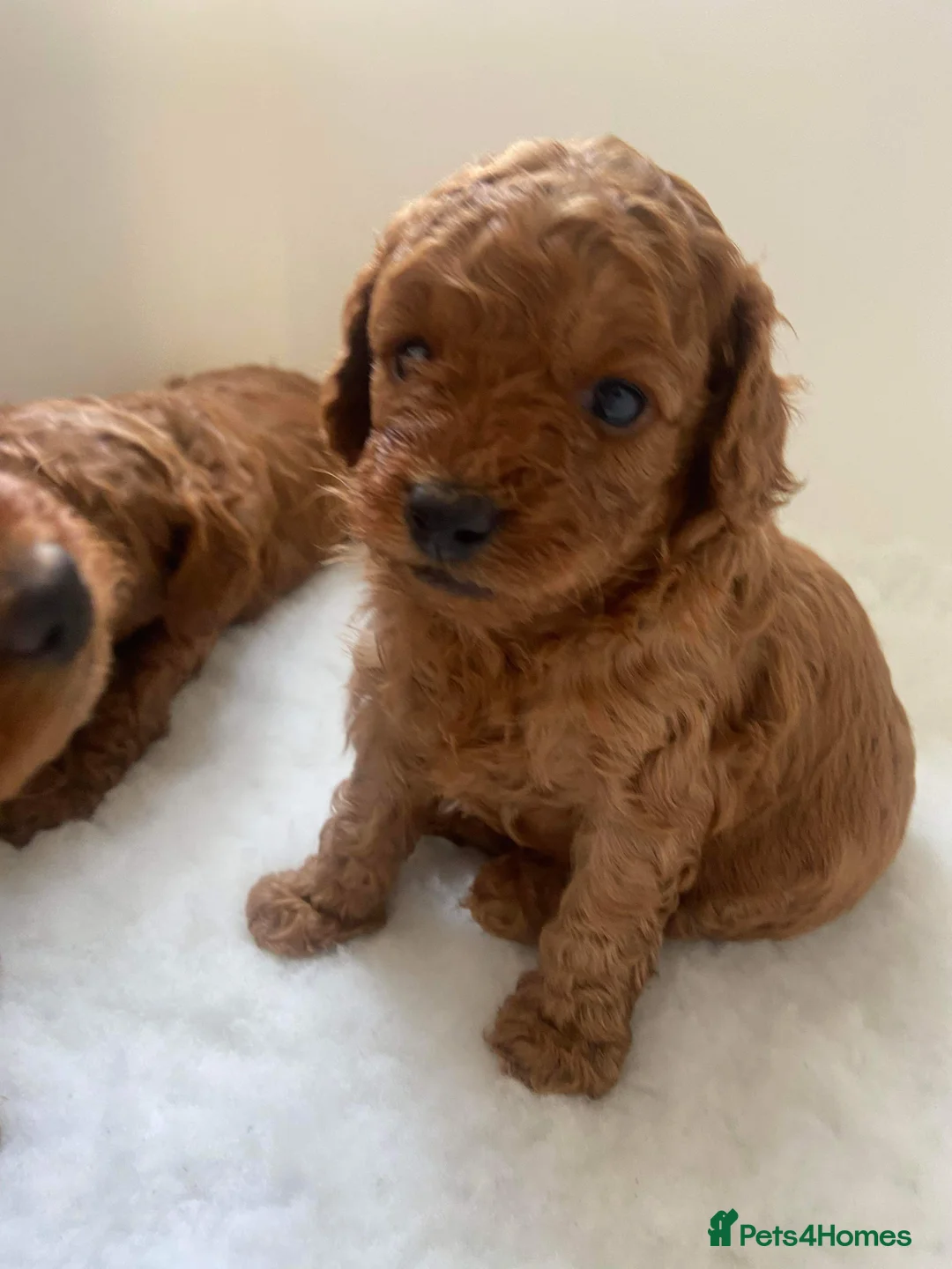 Toy Poodle dogs for stud: 🌹 RED TOY POODLE 9 INCH 2.8 KG HEALTH TESTED 🌹 in Romford - Advert 10