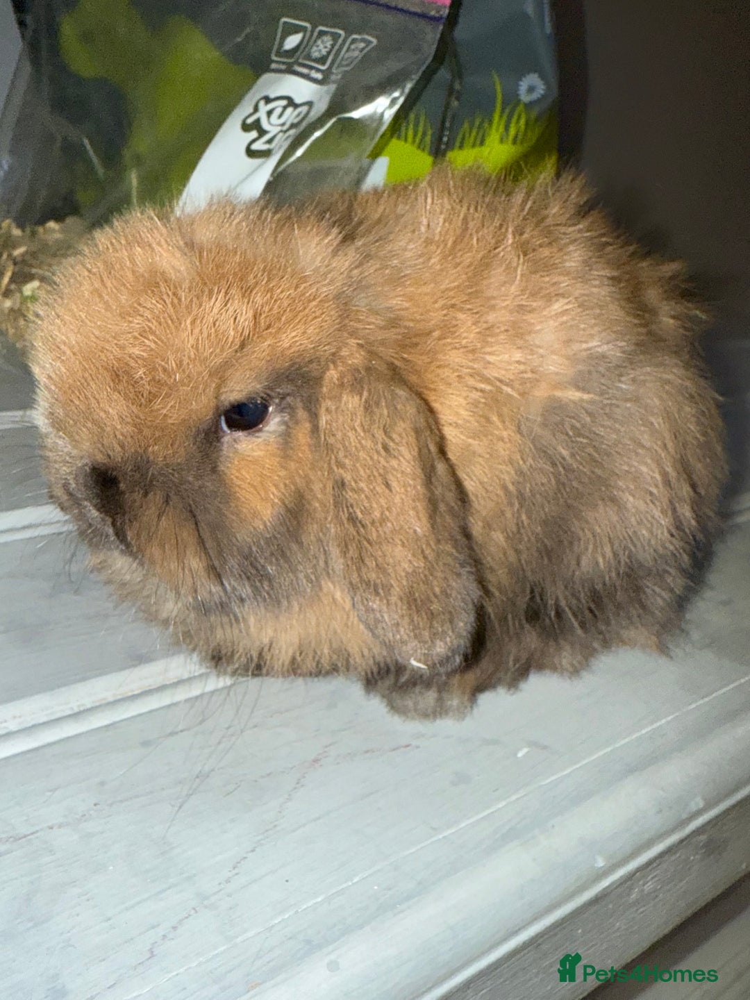 Mini Lop rabbits for sale: Exceptional BRC mini lops  - Advert 11