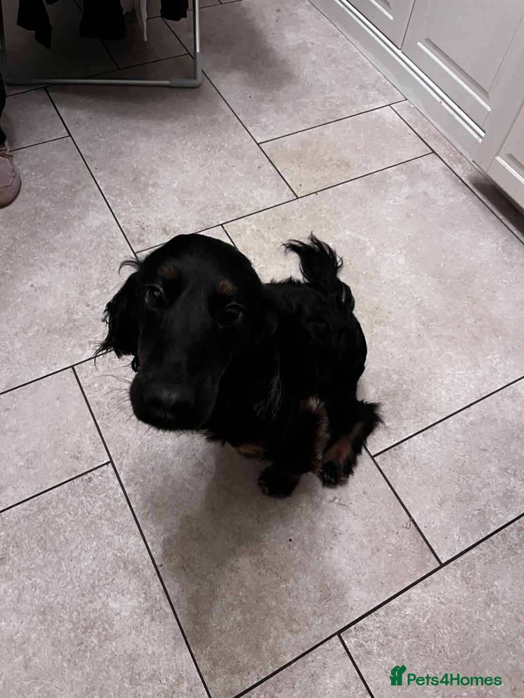 Cocker Spaniel dogs for sale: Mabel - Advert 2