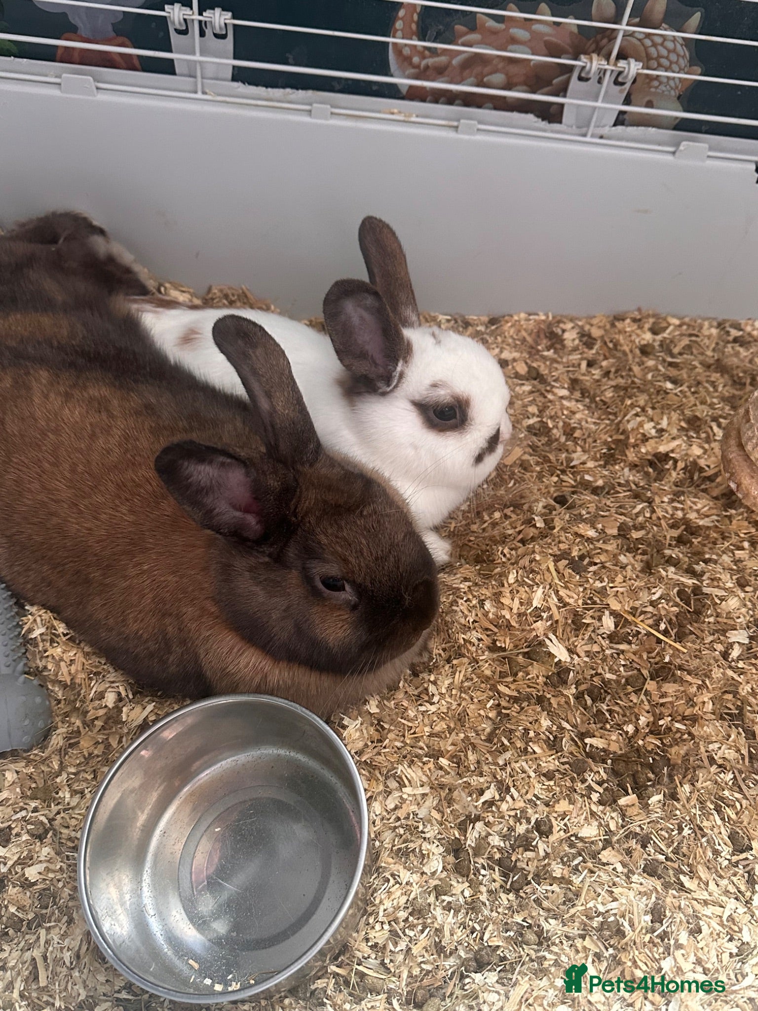 Mixed Breed rabbits 2 rabbits - Advert 1