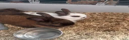 Mixed Breed rabbits for sale: 2 rabbits in ELY - Advert 1