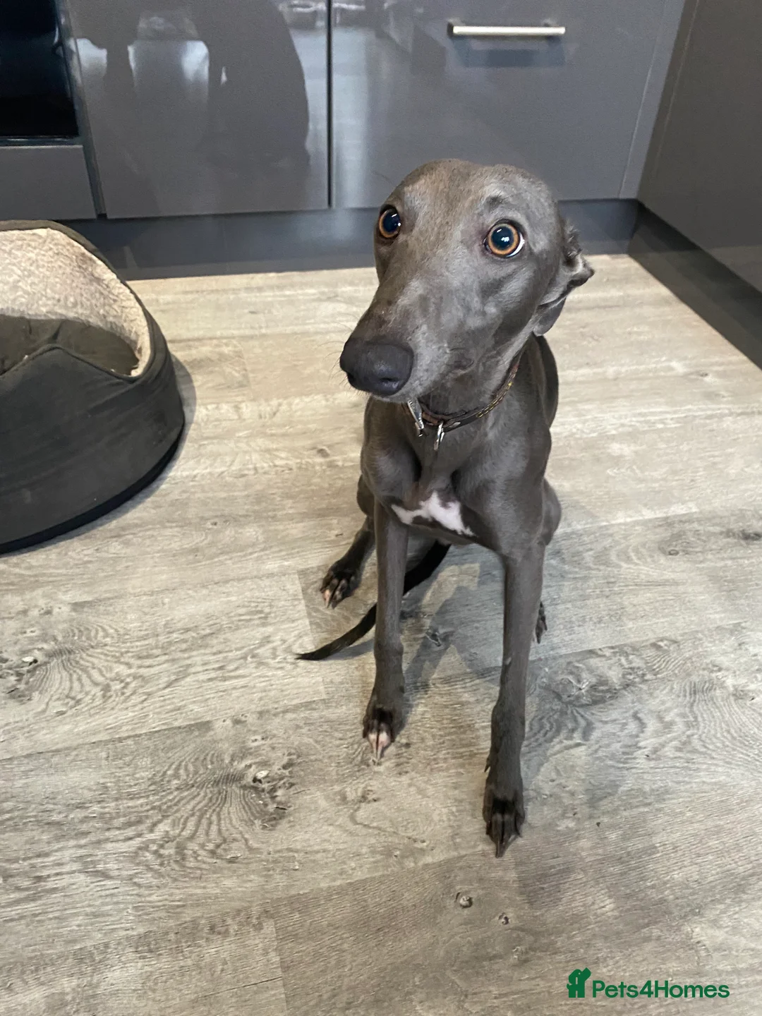 Whippet dogs for stud: KC Registered Blue Whippet Proven Stud Dog in Barnsley - Advert 12