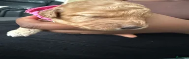 Cockapoo 4
