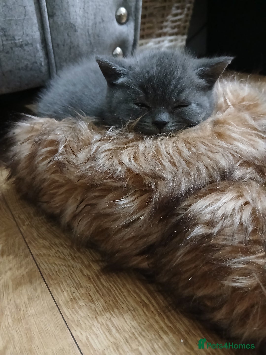 British Shorthair cats for sale: British blue kittens - Advert 6