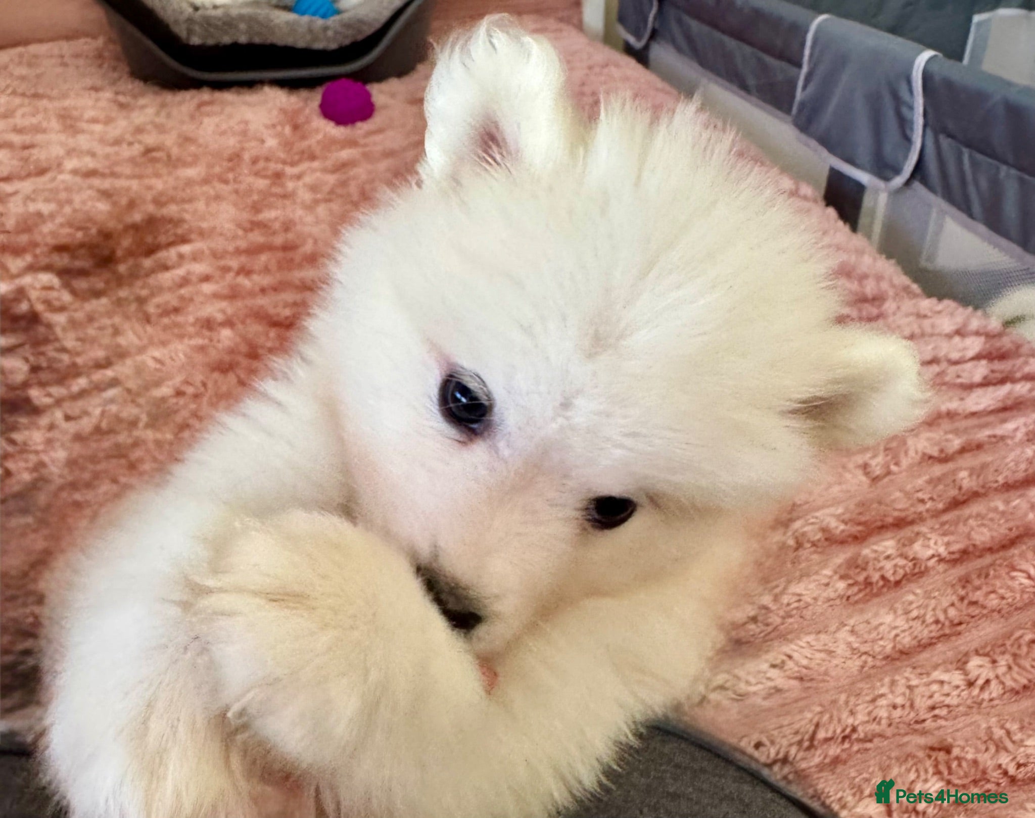 Samoyed dogs Crufts line + health tested bear-face Samoyeds - Advert 6