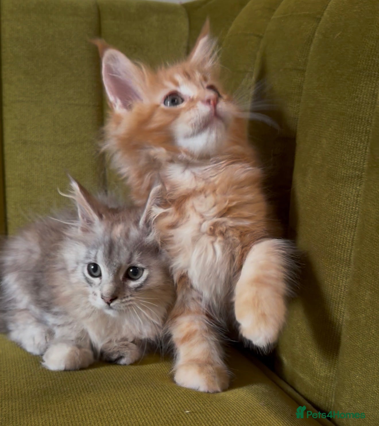 Maine Coon cats Pedigree Maine coon kittens can be TICA reg - Advert 11