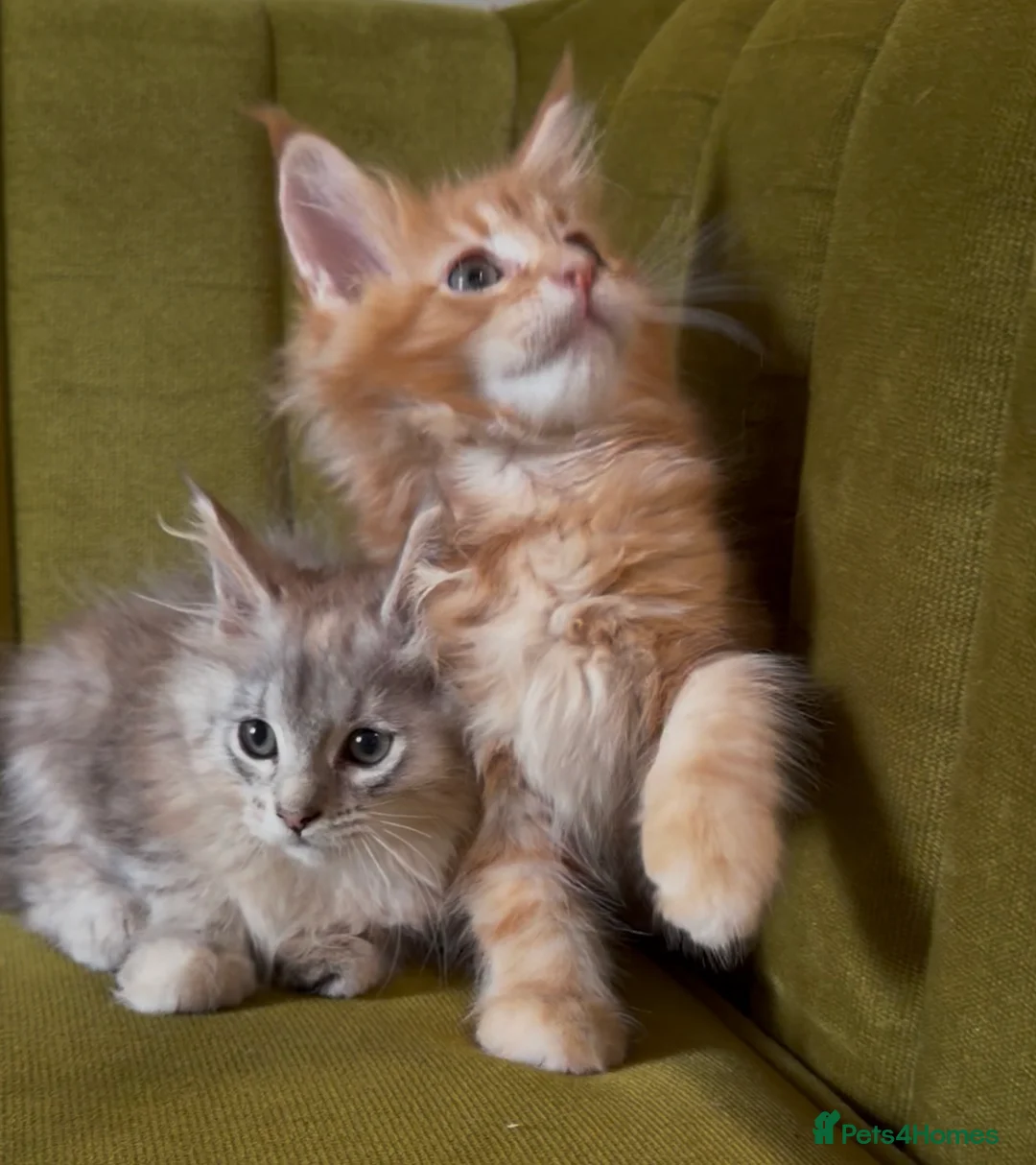 Maine Coon cats for sale: Pedigree Maine coon kittens can be TICA reg in Dorking - Advert 1