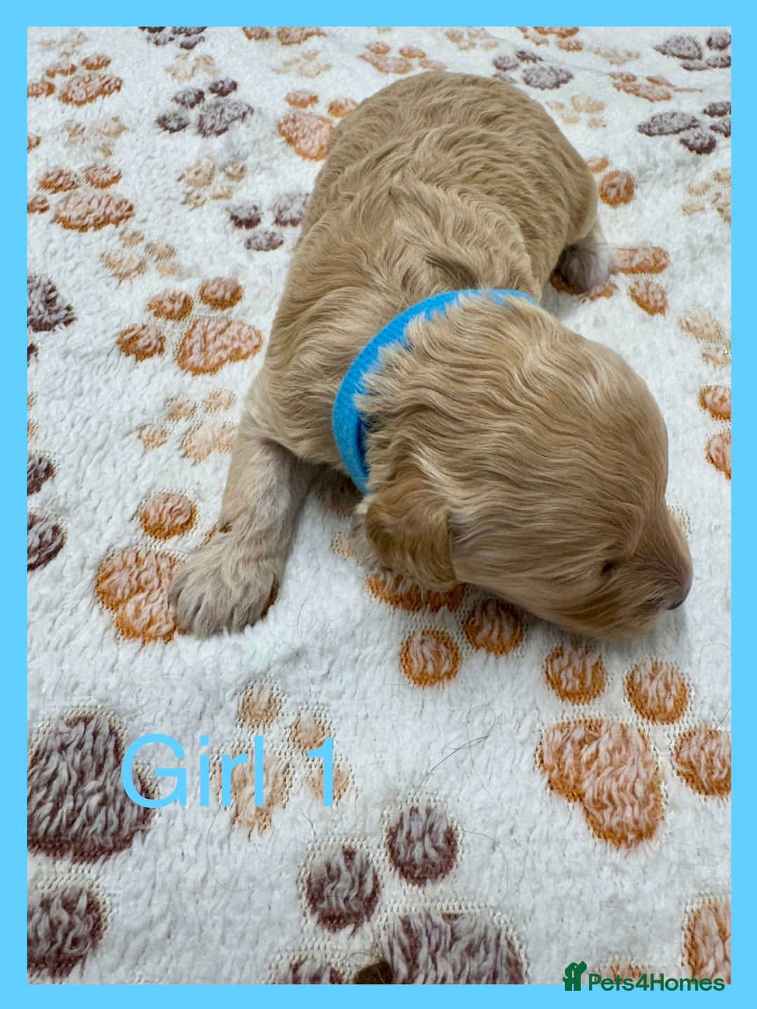 Cockapoo dogs for sale: Outstanding F1b Cockapoo Fully Health Tested  - Advert 4