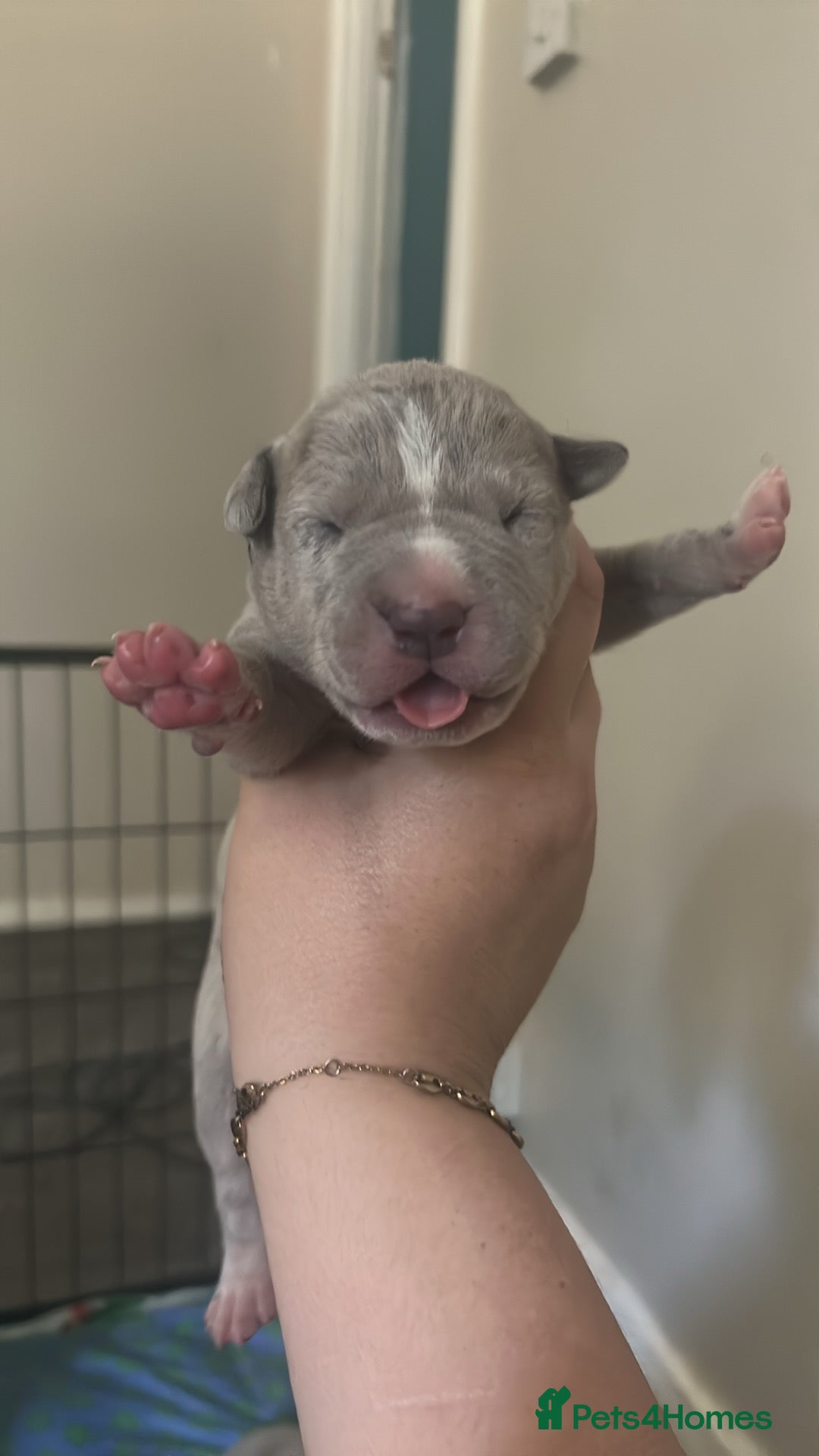 Mixed Breed dogs for sale: American bulldog X cane corso pups - Image 2