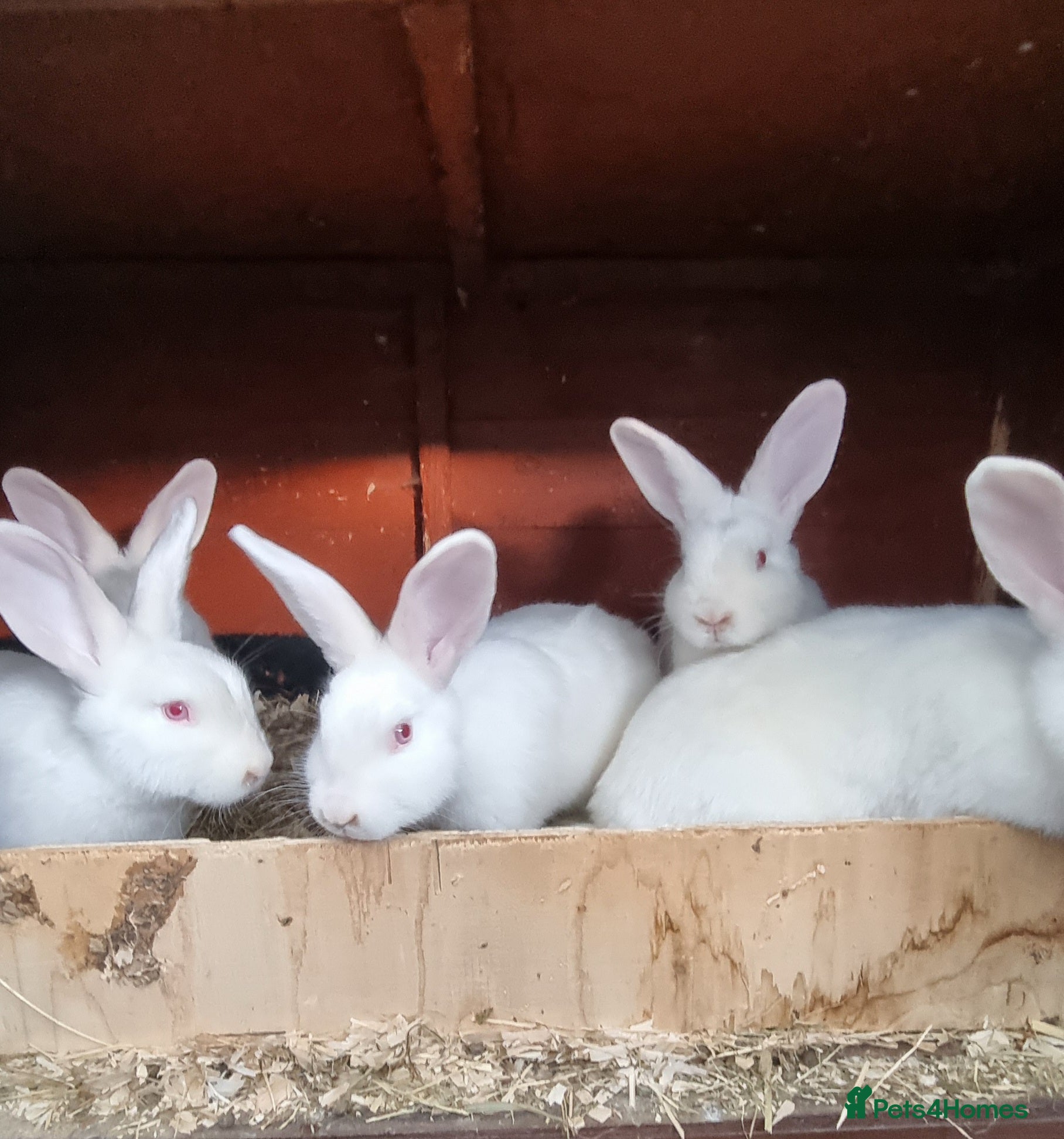 Mixed Breed rabbits Satins (pure breed) - Advert 1