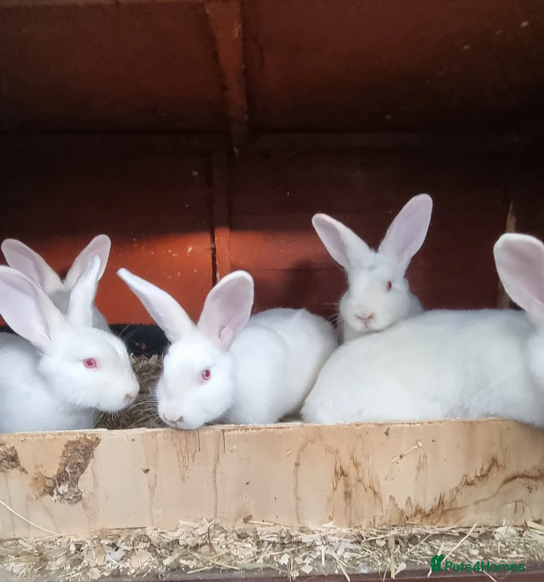 Mixed Breed rabbits for sale: Satins (pure breed) - Advert 1