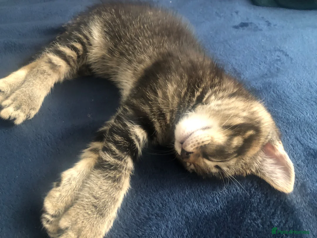 Mixed Breed cats for sale: Kitten male 9weeks ready to go in Enfield - Advert 2