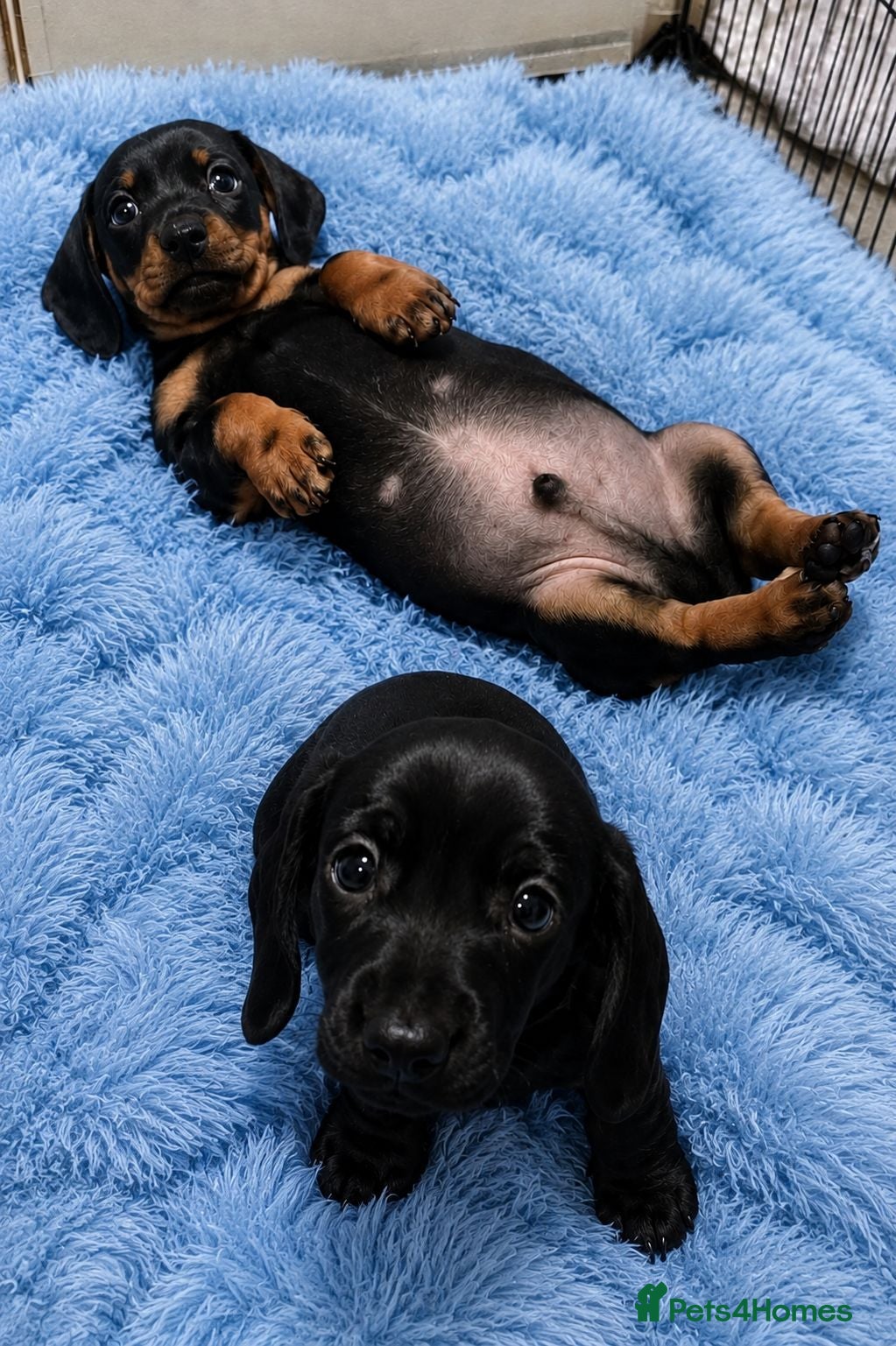 Miniature Dachshund dogs Minature dashchunds smooth coat - Advert 12