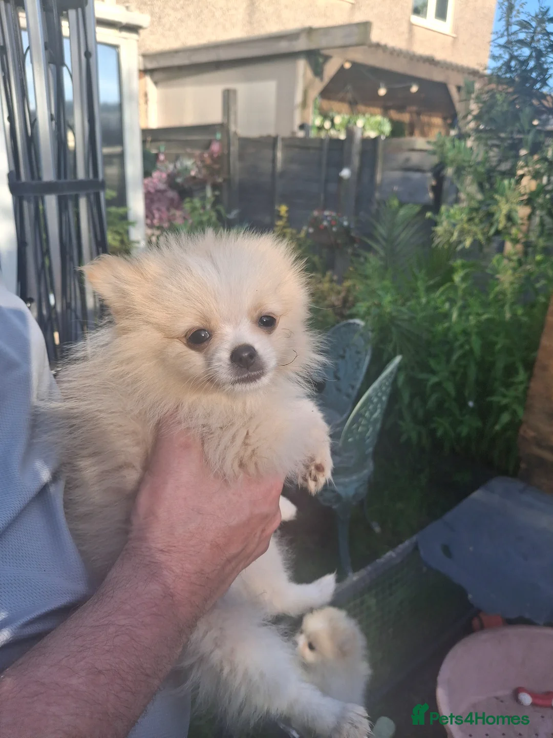 Pomeranian dogs for sale: Well Bred  **  Pomeranians  - Advert 2