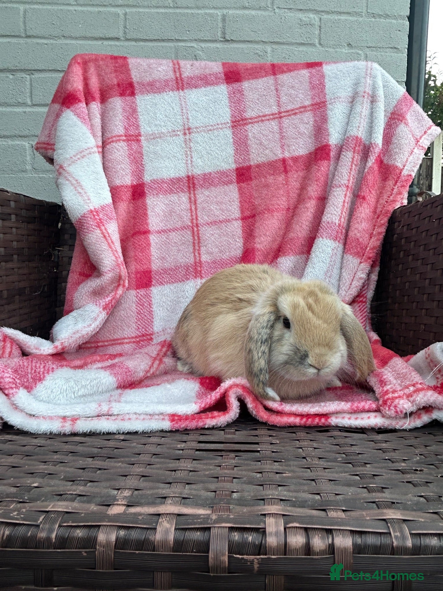 Mini Lop rabbits Mini-Lop 10 week old baby rabbits - Advert 9