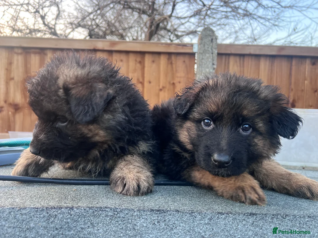 German Shepherd dogs for sale: German Shepherd puppies  - Advert 18