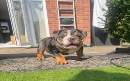 English Bulldog dogs for sale: READY TO GO Full Pedigree health tested bulldogs - Image 9
