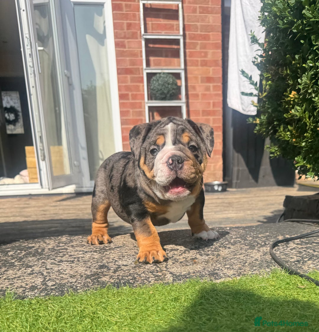 English Bulldog dogs for sale: READY TO GO Full Pedigree health tested bulldogs - Image 9