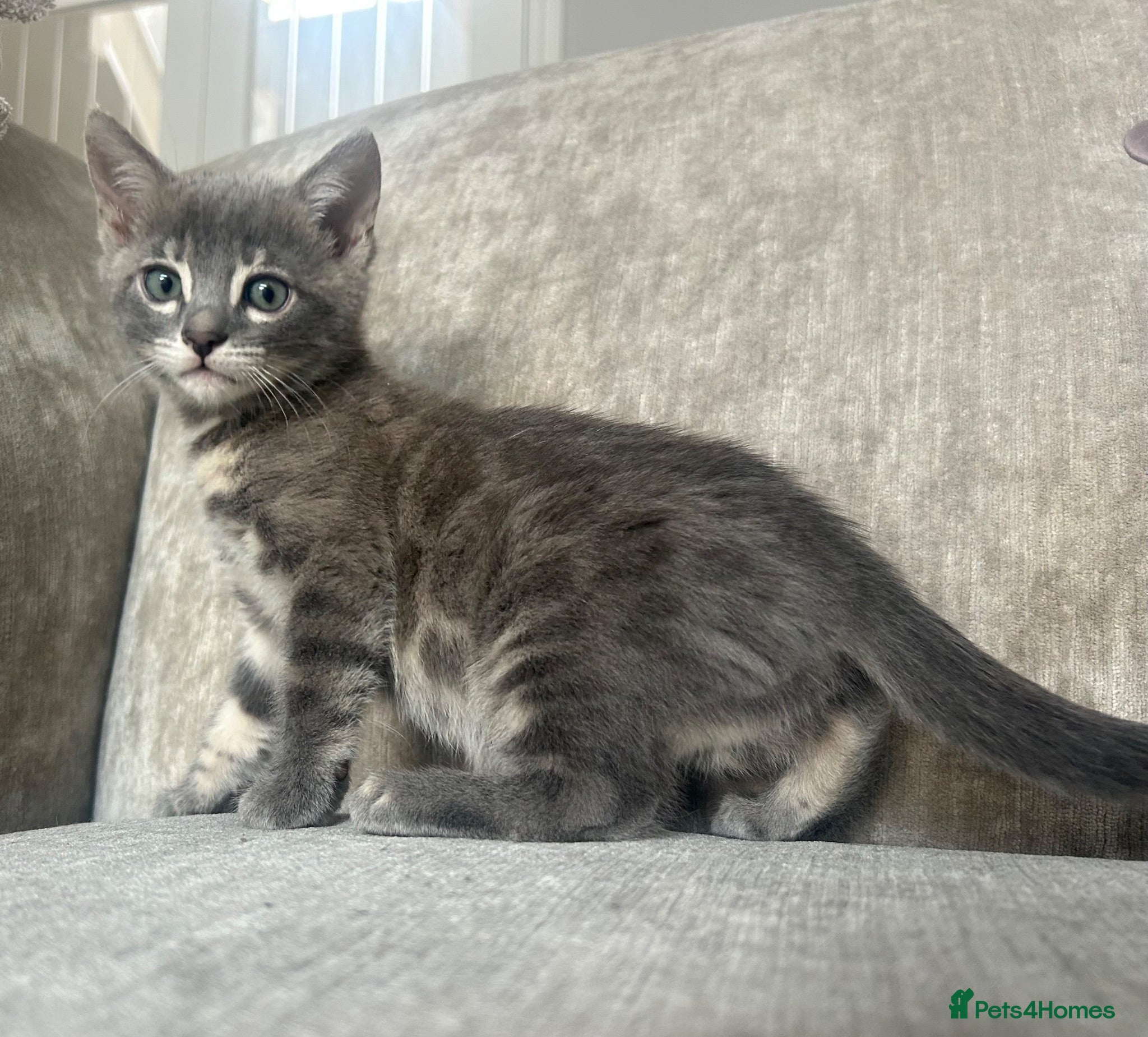 Bengal cats 3 Beautiful Female Blue TICA Reg Bengal kittens  - Advert 9