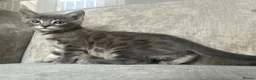 Bengal cats for sale: 3 Beautiful Blue Female TICA Reg Bengal kittens  - Advert 22