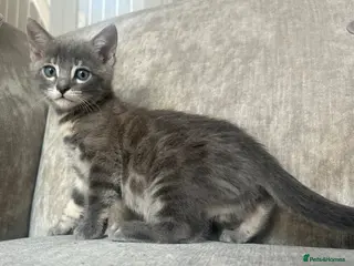 Bengal cats 3 Beautiful Female Blue TICA Reg Bengal kittens - Advert 9