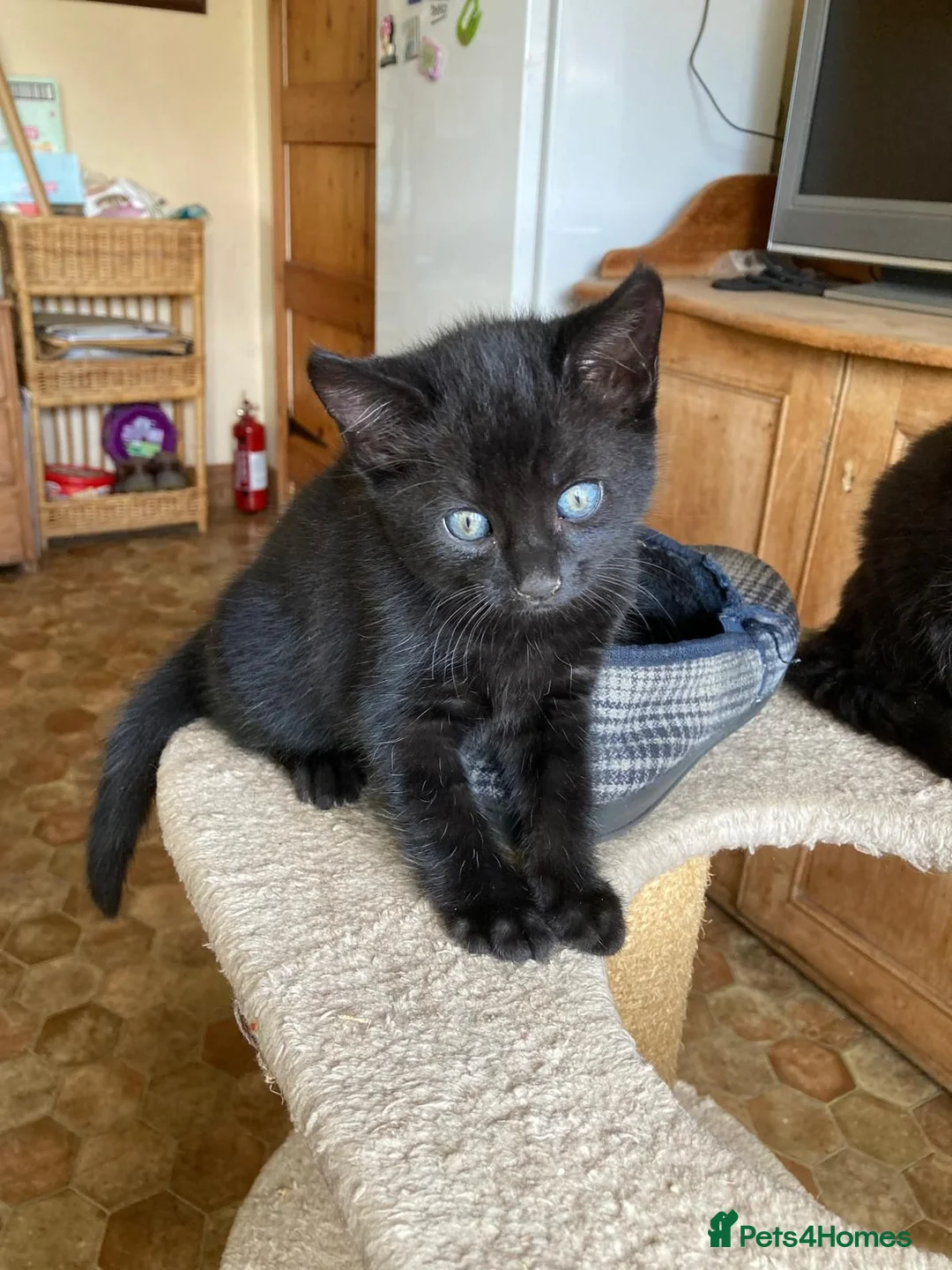 Mixed Breed cats for sale: Black and white kittens - Advert 4