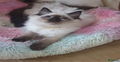 Ragdoll cats in Lancaster - Advert 7