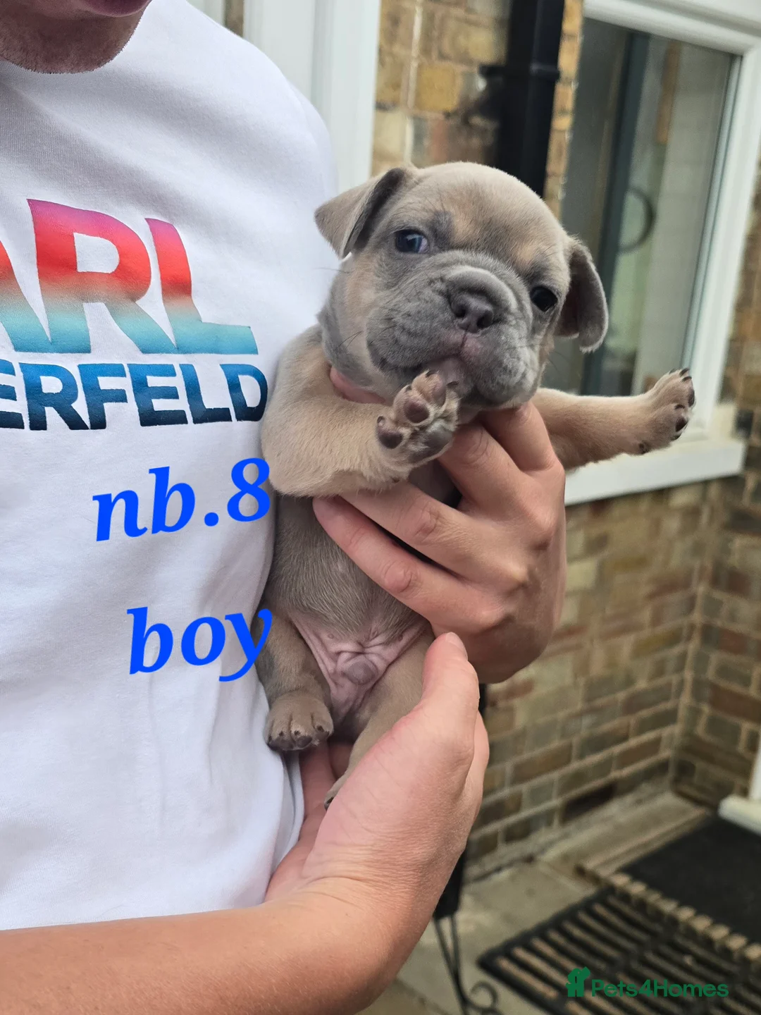 French Bulldog dogs for sale: 💙🐶French Bulldog Puppies💙🐶 - Advert 2