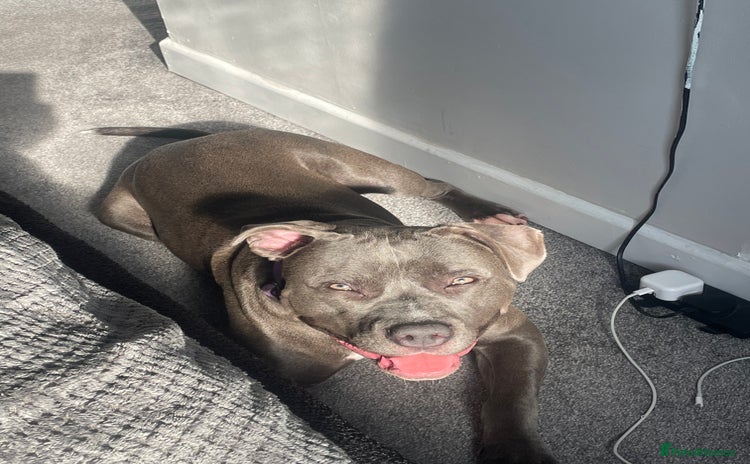 American Bull Staffy dogs - Advert 2